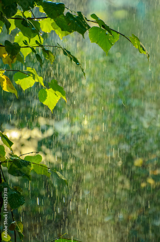 Summer rain in lush green forest, with heavy rainfall background. Rain in the forest with sun casting warm rays between the trees. Abstract natural backgrounds for your design