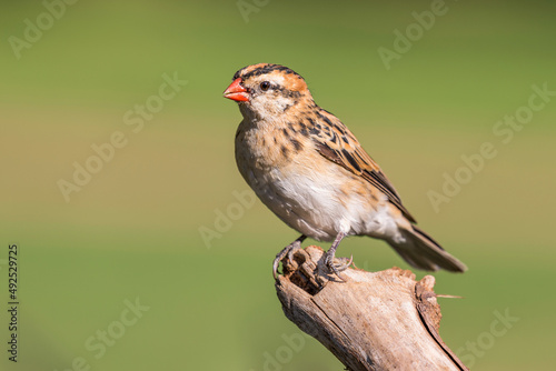  pin-tailed whydah