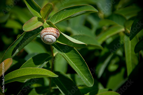 Snail on a leaf