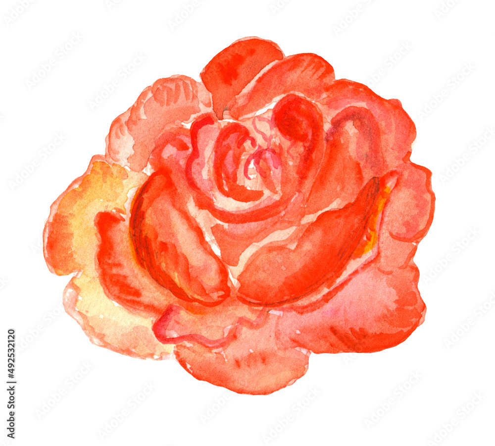 Watercolor illustration, one piece rose, lush, retro style, freehand drawing from life, red pink