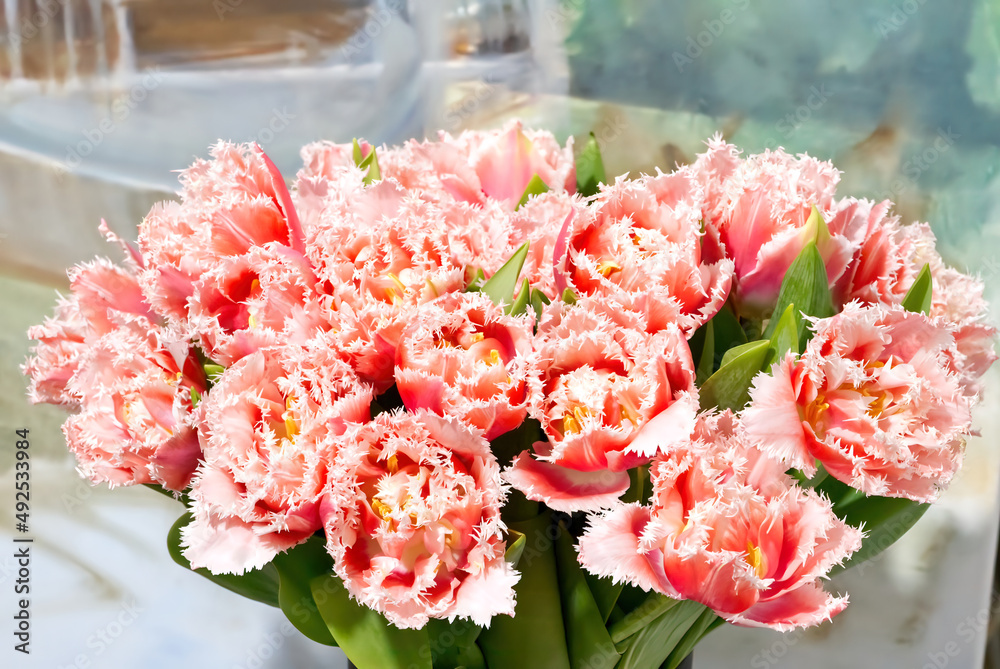 Fototapeta premium Rose red fringed tulips. Beautiful flowers as a gift to your girlfriend. close up