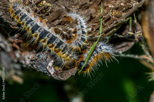 Macro photography of caterpillars in pine trees