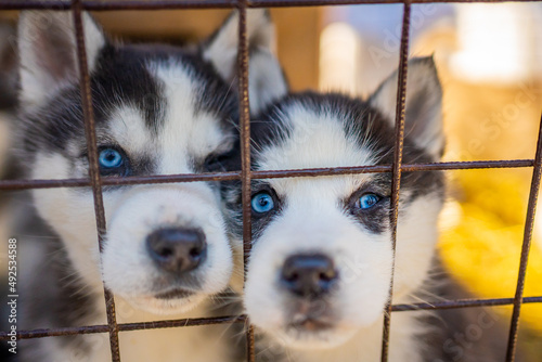 Purebred husky puppy in an open-air cage at a dog farm Haskiland near Kemerovo, Russia