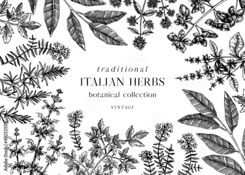 Vector banner design with  typical herbs and spices for Italian cuisine. Hand-sketched kitchen herbal plants background. Aromatic food cooking ingredients frame. Hand drawn herbs template