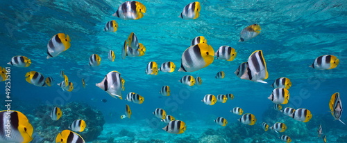 Photo Shoal of tropical fish underwater in the ocean (Pacific double-saddle butterflyf