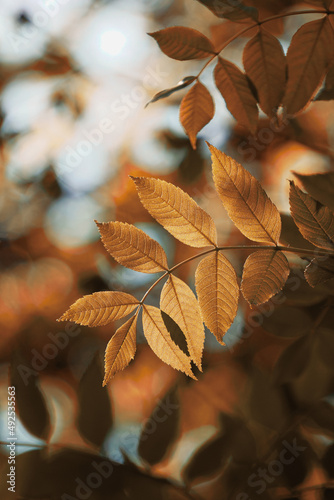 tree brown leaves in atumn season, autumn leaves