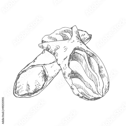 Hand drawn vector sicily cannoli illustration pastry
