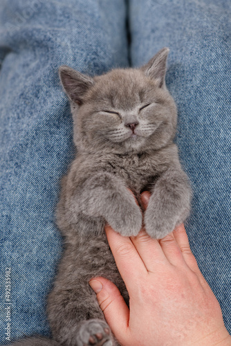 Papier peint A kitten sleeping peacefully on the lap of a woman who caresses him with her han