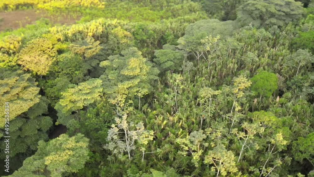 Rivers and trees of Colombia 7