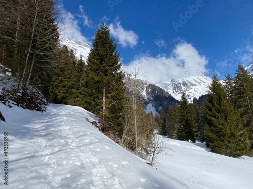 Alpine forest trails in a typical winter environment and under deep fresh snow cover on the Alpstein mountain massif and in the Swiss Alps - Unterwasser, Switzerland (Schweiz)