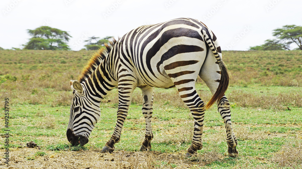 Naklejka premium Zebras in the middle of the African savannah stand behind the camera. A zebra grazes in a national park in Kenya.