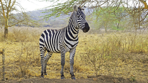 Zebra in the middle of the African savannah. A zebra is roaming in a national park in Kenya.  