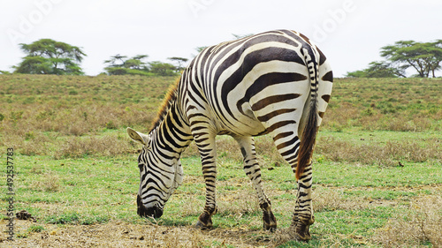 Zebras in the middle of the African savannah stand behind the camera. A zebra grazes in a national park in Kenya.  