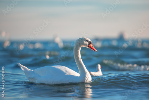Fototapeta Naklejka Na Ścianę i Meble -  White swans  and birds in the sea,sunrise shot