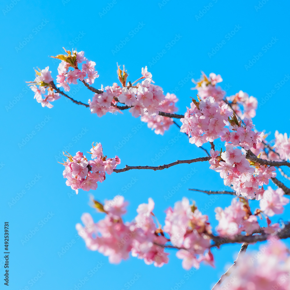 河津桜　sakura 日本