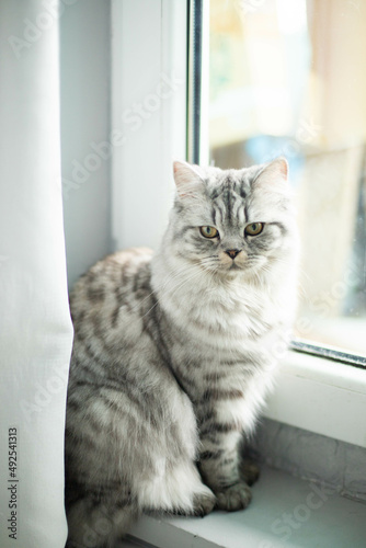  Cute Persian cat portrait sitting on floor near the window