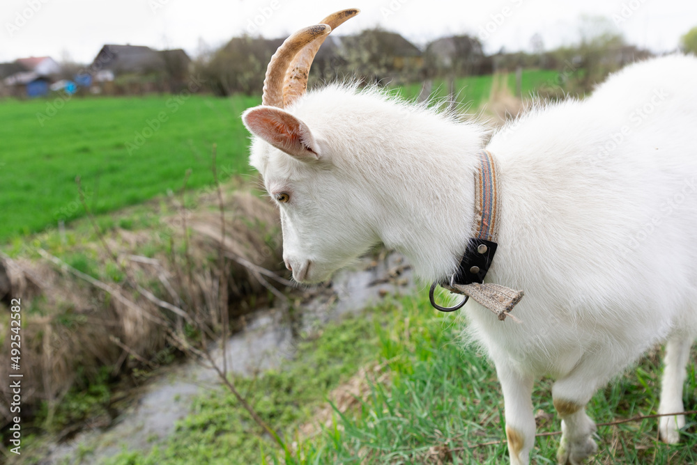 Obraz premium A white goat is eating grass in fields