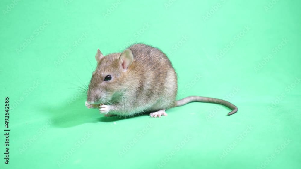 エサを手でもって食べるラット エサを手でもって食べるラット