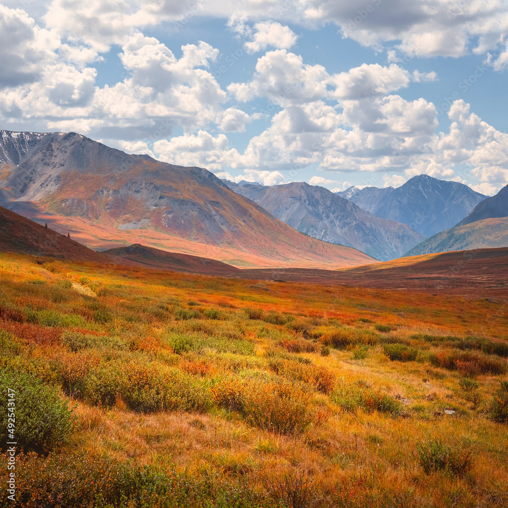 Scenic autumn landscape with sunset mountain pass under blue cloudy sky in changeable weather. Colorful autumn mountain scenery with hills and red dwarf birch shrub. Mountains in sunlight. Square view