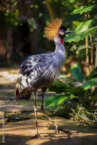 Grey crowned crane. Tropical bird park. Nature and environment concept. Beautiful bird walking on the path. Sunny day. Vertical layout. Copy space. Bali