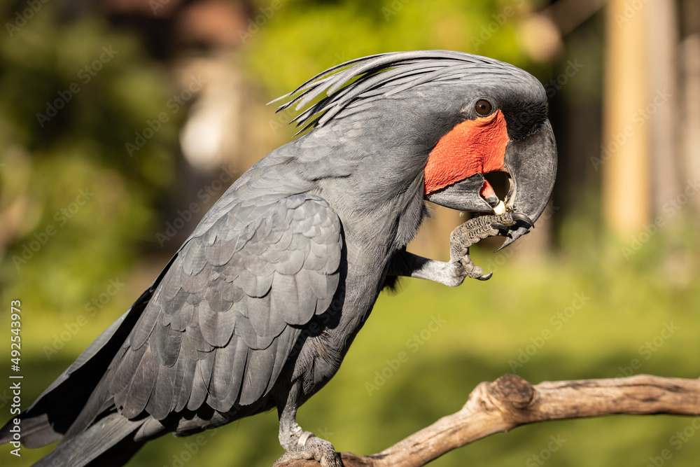 Obraz premium Black palm cockatoo perching on a branch. Tropical bird park. Nature and environment concept. Green background. Horizontal layout. Bali