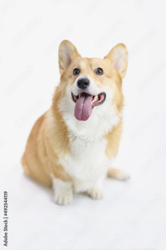 Cute little puppy posing on white background, human friend on photoshot