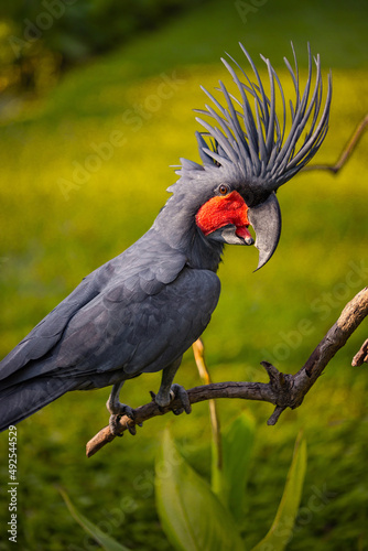 Black palm cockatoo perching on a branch. Tropical bird park. Nature and environment concept. Green background. Vertical layout. Bali