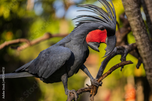 Black palm cockatoo perching on a branch. Tropical bird park. Nature and environment concept. Horizontal layout. Bali photo