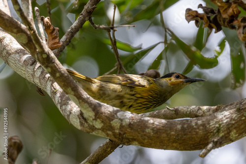 Macleay's Honeyeater in Queensland Australia photo