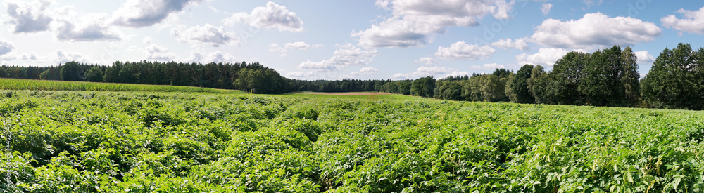 Kartoffelacker - Acker mit Kartoffelpflanzen im Sommer. Panorama