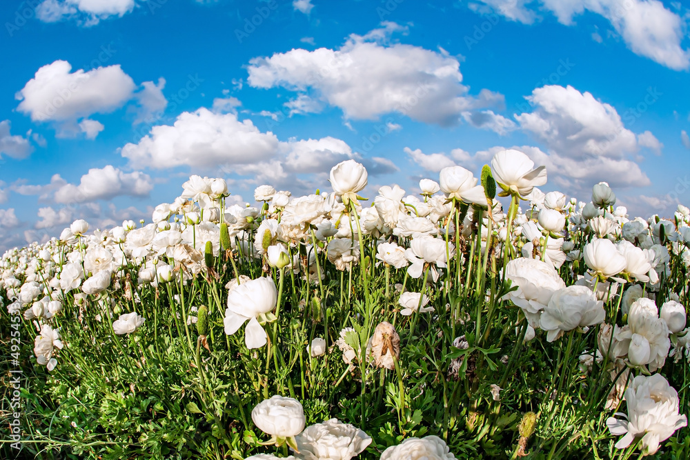 Fototapeta premium Lovely large garden buttercups