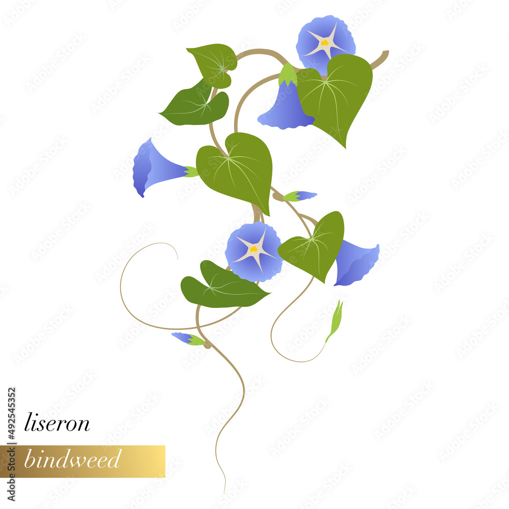 Obraz premium Illustration florale simple en gros plan d’une plante grimpante envahissante, le liseron.