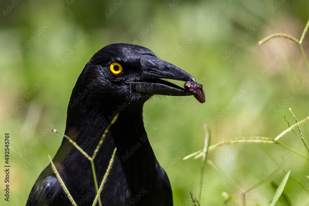 Pied Currawong in Queensland Australia Pied Currawong in Queensland Australia