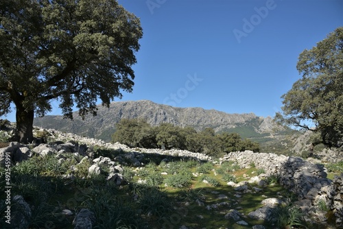 View through green meadows enclosed by grey limestone stone walls and lined with large holm oaks onto El Torreón peak of the Sierra de Grazalema, near Benaocaz, Spain, on a perfect blue sky spring day photo