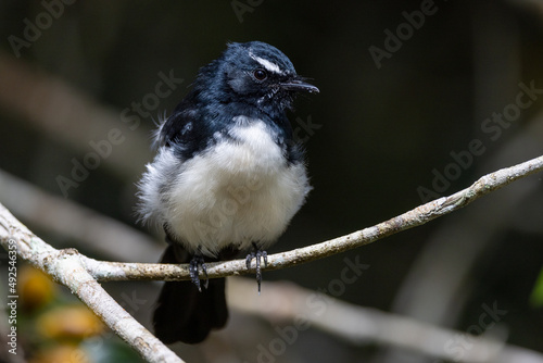 Willy Wagtail in Queensland Australia photo