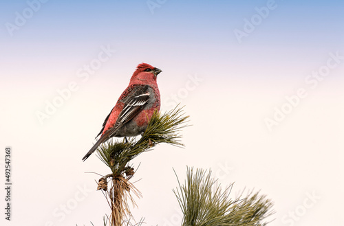 Male Pine Grosbeak on the top of the tree