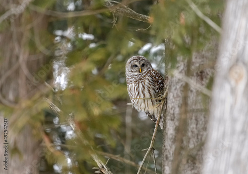 Barred Owl hiding in the forest