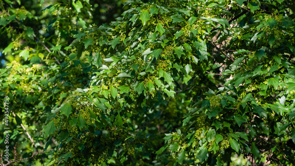 Blooming Acer buergerianum (Trident Maple) with lush green leaves in Adler Arboretum Blooming Acer buergerianum (Trident Maple) with lush green leaves in Adler Arboretum