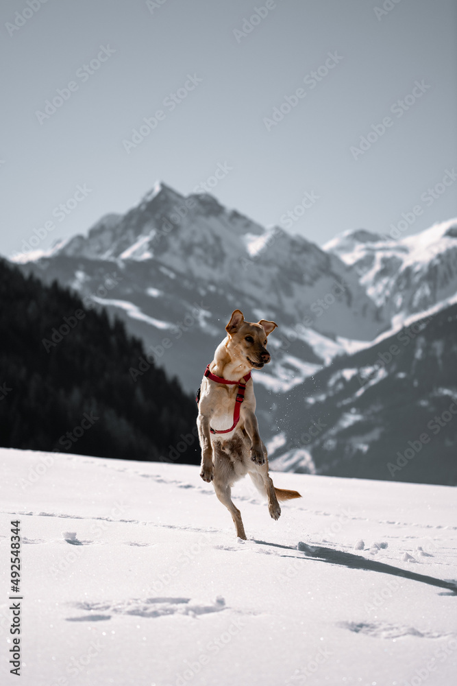 Beautiful blonde labrador retriver playing in the snow in the austrian mountains at spring.