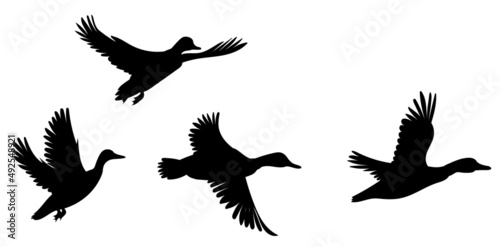 Fotografia, Obraz flock of flying ducks silhouette, isolated vector