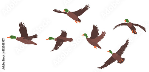 flock of flying ducks flat design, isolated, vector