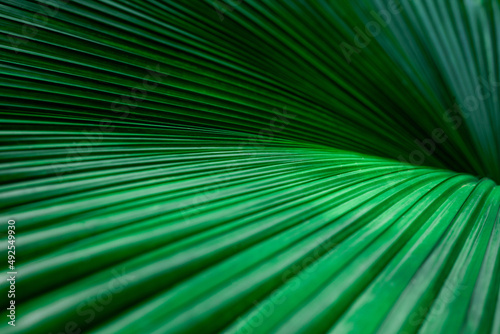 abstract palm leaf texture, dark green foliage nature background.