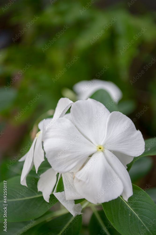 white flowers of a rose white flowers of a rose