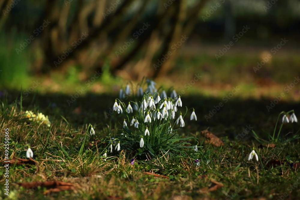 Fototapeta premium Snowdrops flowers on the meadow