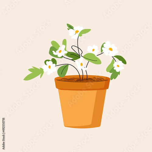 White flower growing in a pot. Spring dogwood flower isolated on white background. Potted plant icon. Vector flat illustration