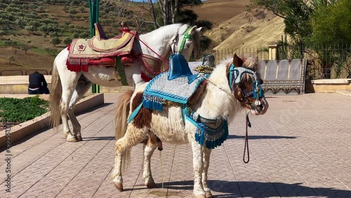 115Two horse standing together in a public square photo