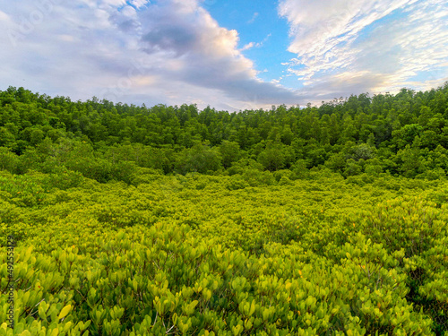the beautiful green-yellow mangrove forest and clear blue sky  Thailand.