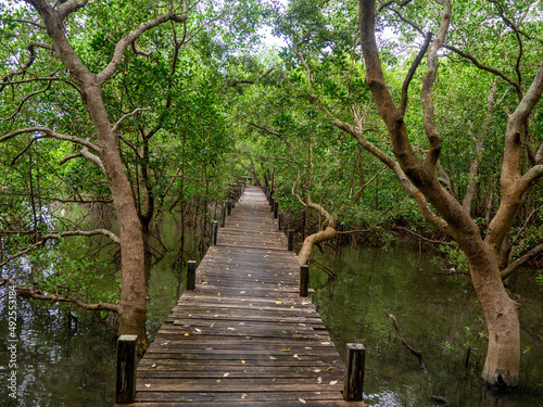 the brown wooden walkway in the beautiful mangrove forest  Thailand.