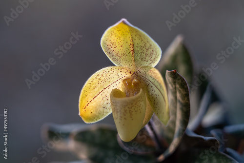 Closeup view of bright yellow flower of lady slipper orchid species paphiopedilum concolor var striatum outdoors on natural background photo
