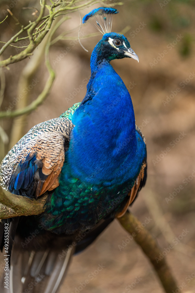 Close up of a peacock bird at a zoo in melbourne Australia. Close up of a peacock bird at a zoo in melbourne Australia.